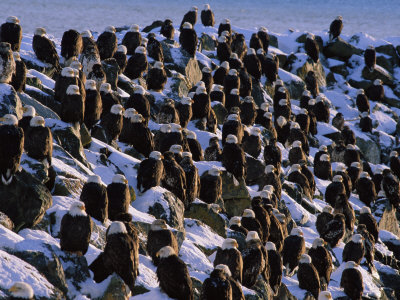 9 cuộc di cư hoang d&atilde; ngoạn mục nhất thế giới